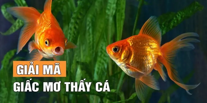 Cá nhảy khỏi mặt nước báo hiệu sắp có thay đổi lớn