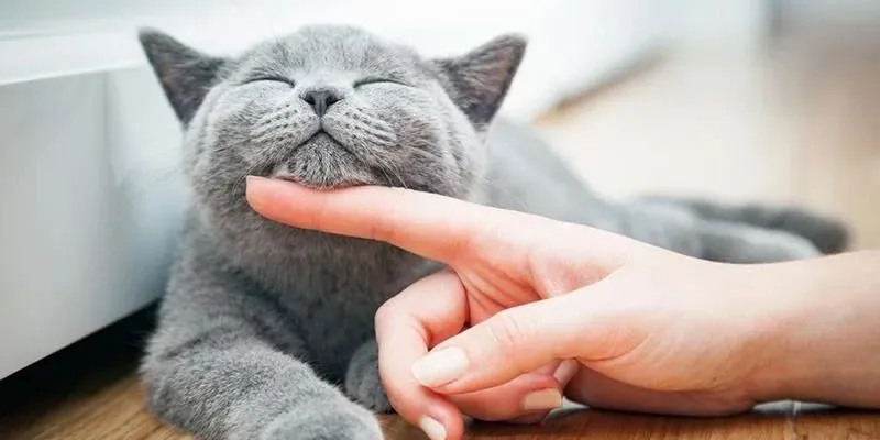 Mơ thấy mèo có thể mở ra các con số tiềm năng