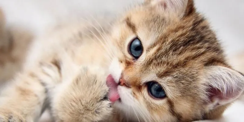 Đừng khiến giấc mơ là lý do duy nhất để lựa chọn số